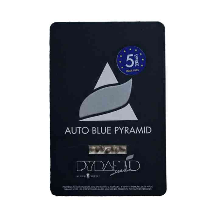 Auto Blue Pyramid – variedade com sabor a frutos | Pyramid Seeds