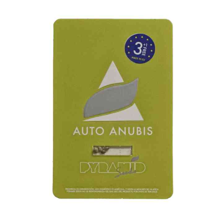 Auto Anubis – автоцветущий цитрусовый сорт | Pyramid Seeds