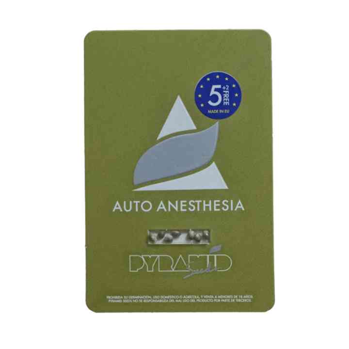 Auto Anesthesia – potente índica com alto rendimento | Pyramid Seeds