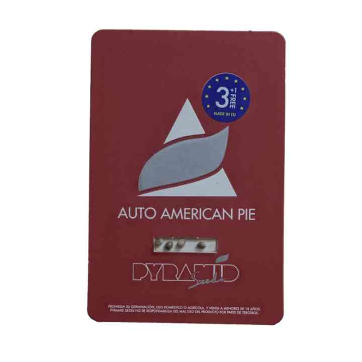 Auto American Pie - Variedade fácil de cultivar|Pyramid Seeds