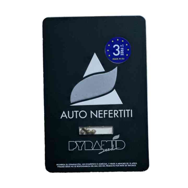 Auto Nefertiti – sativa autoflorescente com THC de 21% | Pyramid Seeds