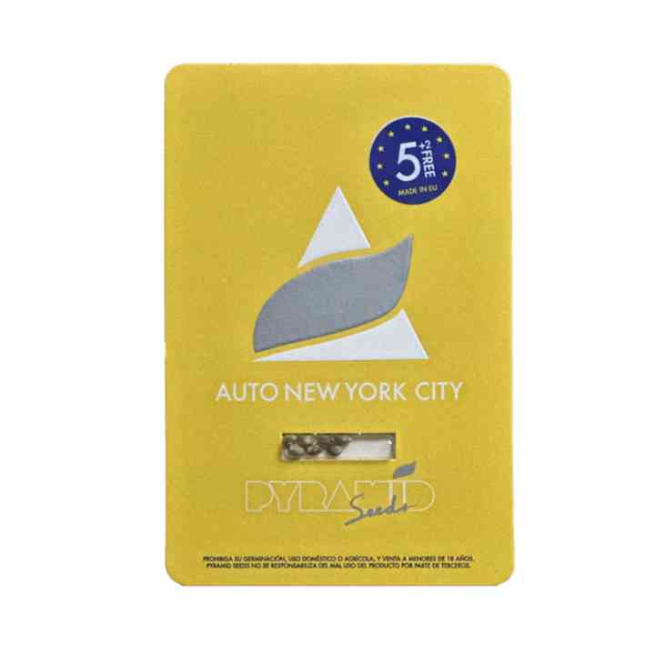 Auto New York City – sativa de rápido amadurecimento | Pyramid Seeds