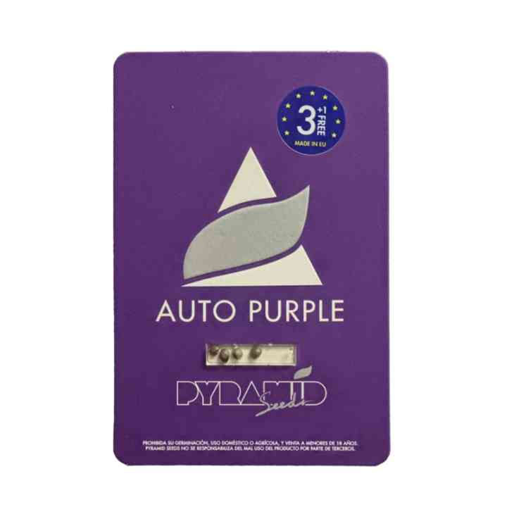 Auto Purple - Autofloreciente púrpura con alto THC | Pyramid Seeds