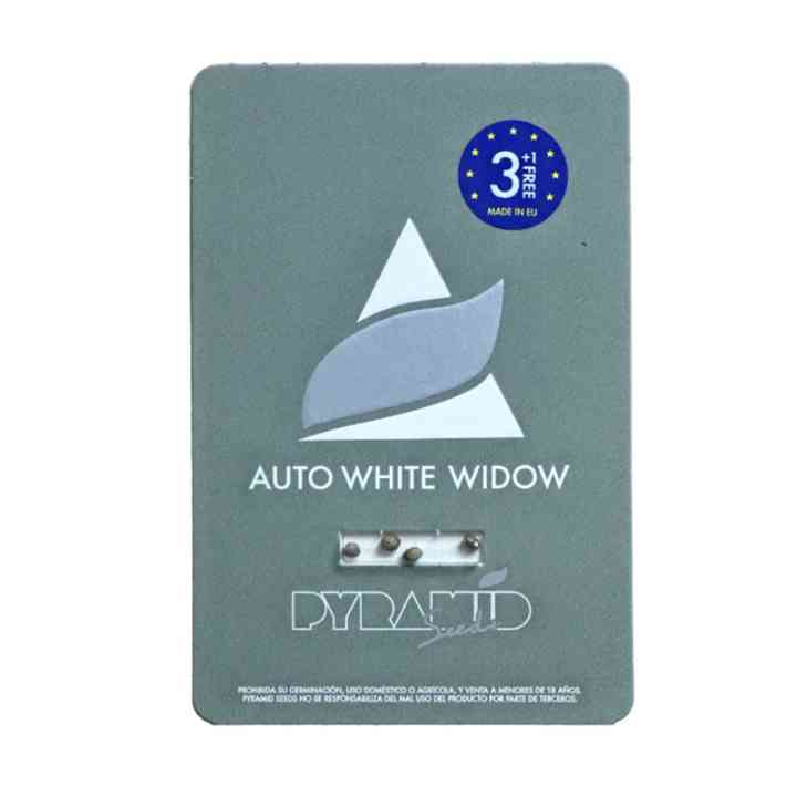 Auto White Widow - Классика в автоцветущем формате | Pyramid Seeds