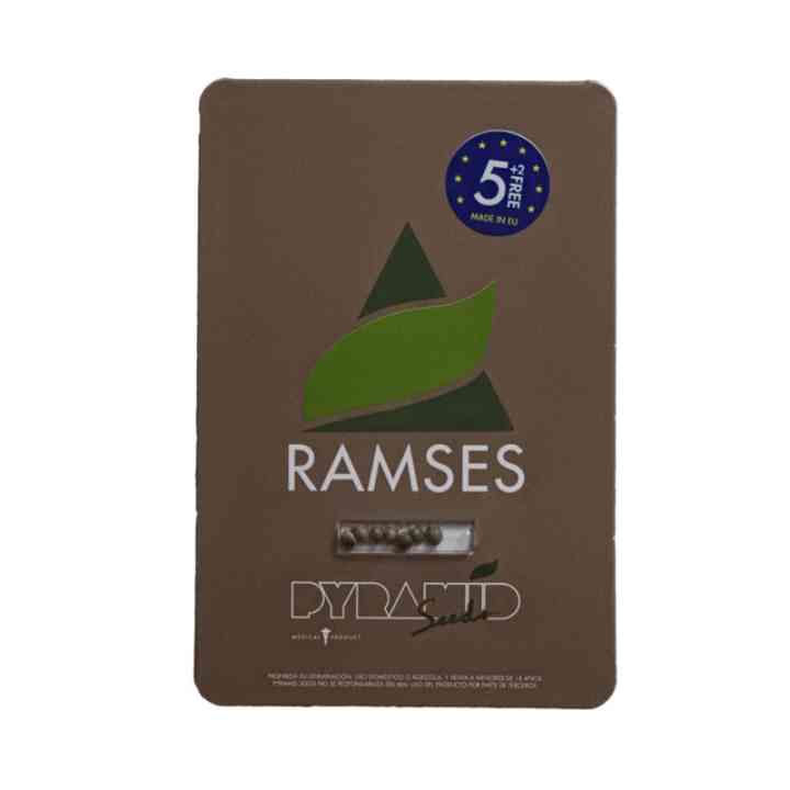 Ramses - Cannabis com aroma de incenso antigo | Pyramid Seeds