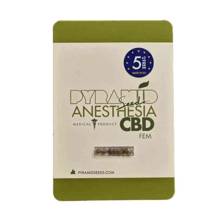 Anesthesia CBD – variedad calmante con CBD hasta 20% | Pyramid Seeds