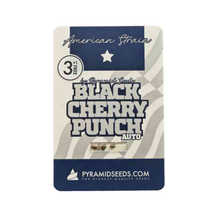 Black Cherry Punch Auto Semena | Rychlé и Fialové - Pyramid Seeds