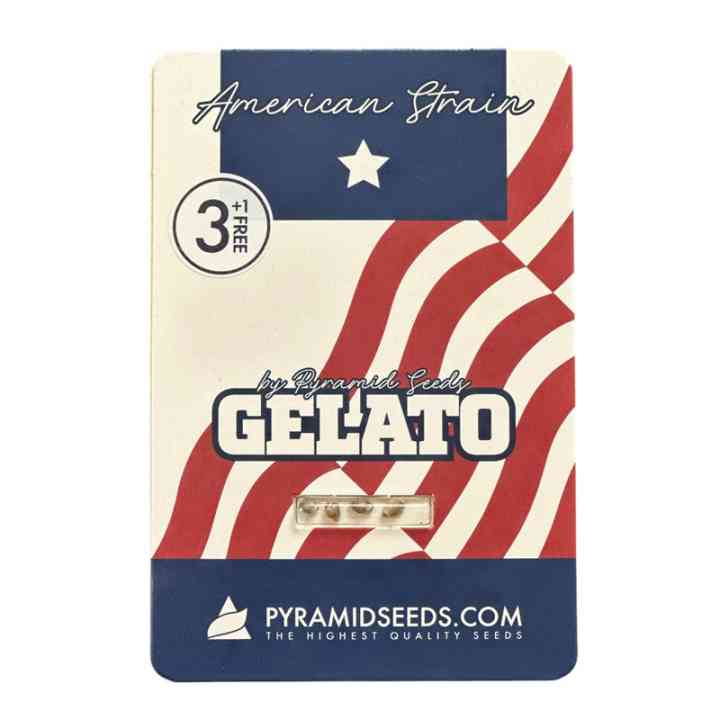 Gelato – variedade feminizada para paixão orgásmica | Pyramid Seeds