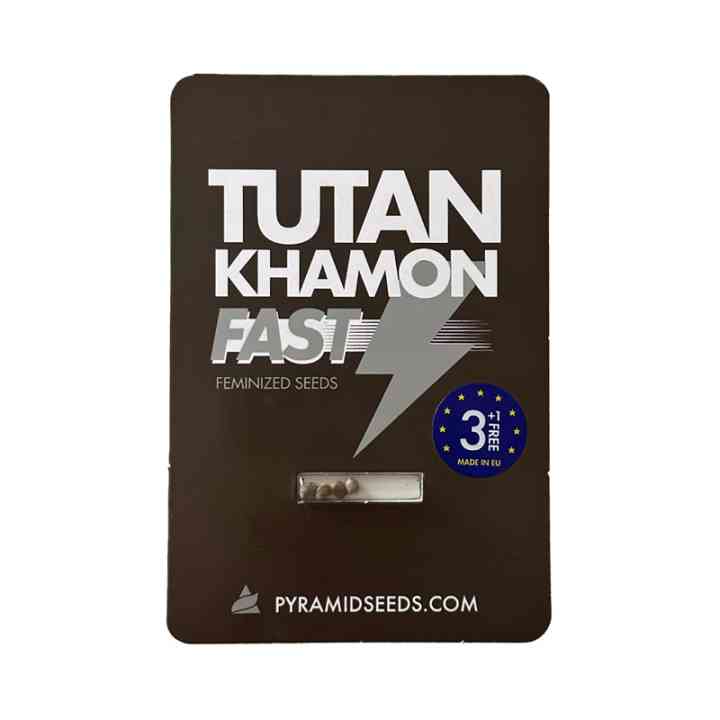 Tutankhamon Fast – Sementes de floração rápida | Pyramid Seeds