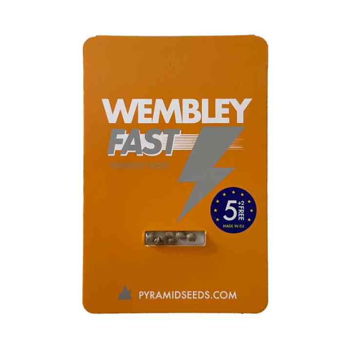 Wembley Fast Version – Fast-Flowering Bubble Gum | Pyramid Seeds