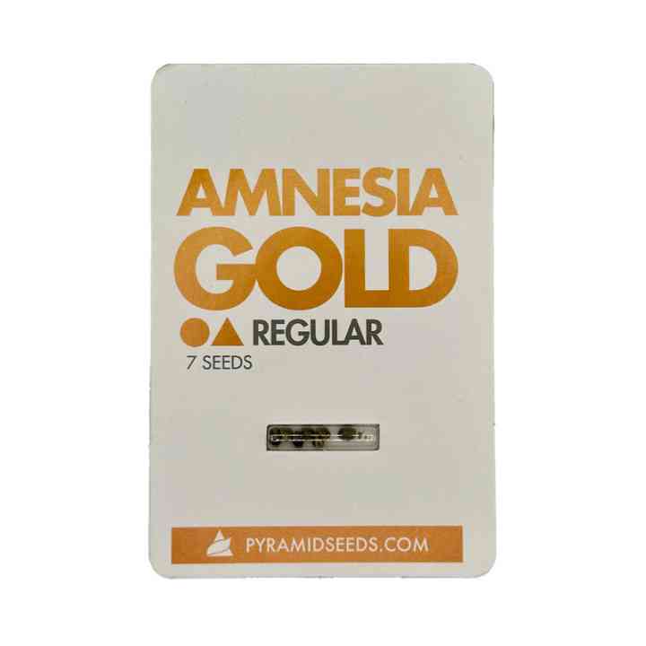 Amnesia Gold Regular – Genética com alto teor de THC | Pyramid Seeds