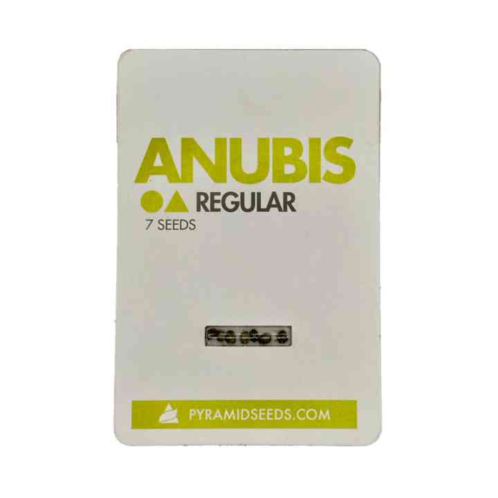 Anubis Regular – índica produtiva para breeding | Pyramid Seeds