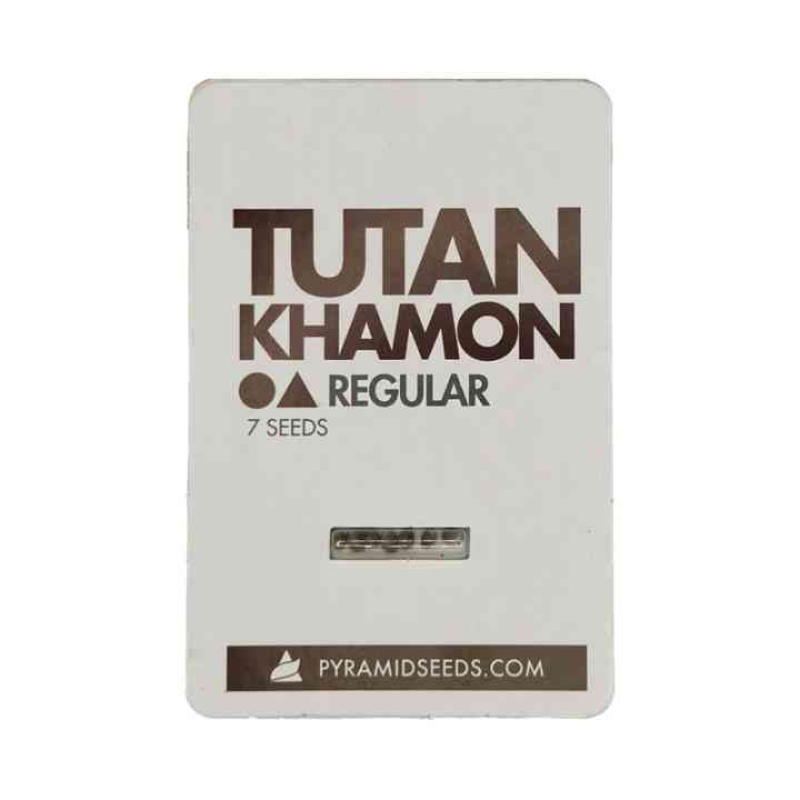 Tutankhamon Regular – O legado supremo da AK-47 | Pyramid Seeds