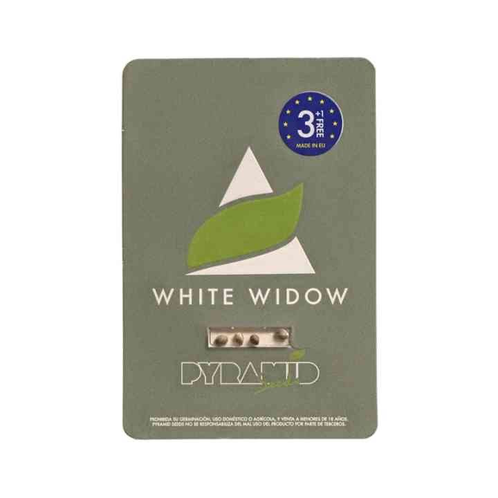 White Widow - Variedad original de primera calidad | Pyramid Seeds