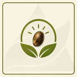Semi di cannabis gratis – un regalo con ogni confezione | Pyramid Seeds