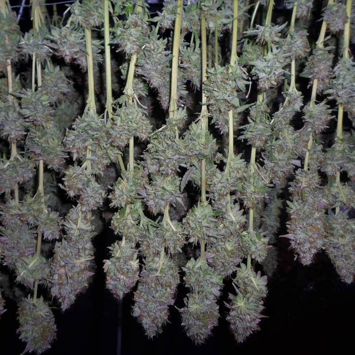 Amnesia Gold 80% sativa Pyramid Seeds