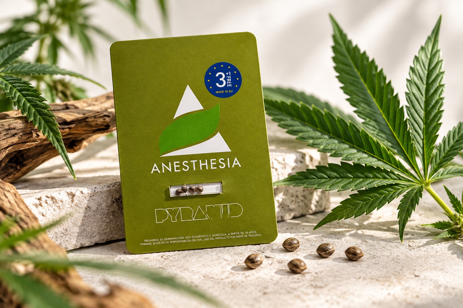 Feminisierte Cannabissamen Anesthesia von Pyramid Seeds in Originalverpackung mit Samen