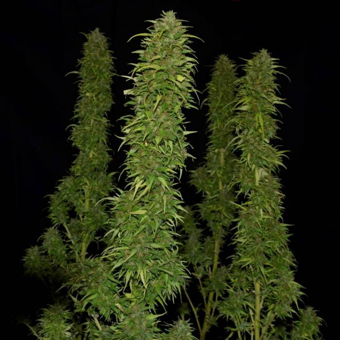 Kryptonite fastest haze sativa Pyramid Seeds