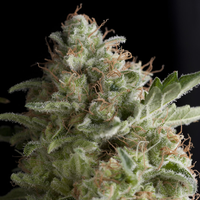 American Pie — υβρίδιο White Widow με γλυκό τερπενικό προφίλ και πυκνή ρητίνη