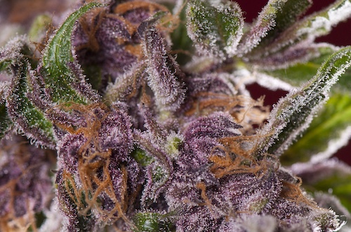 Black Cherry Punch