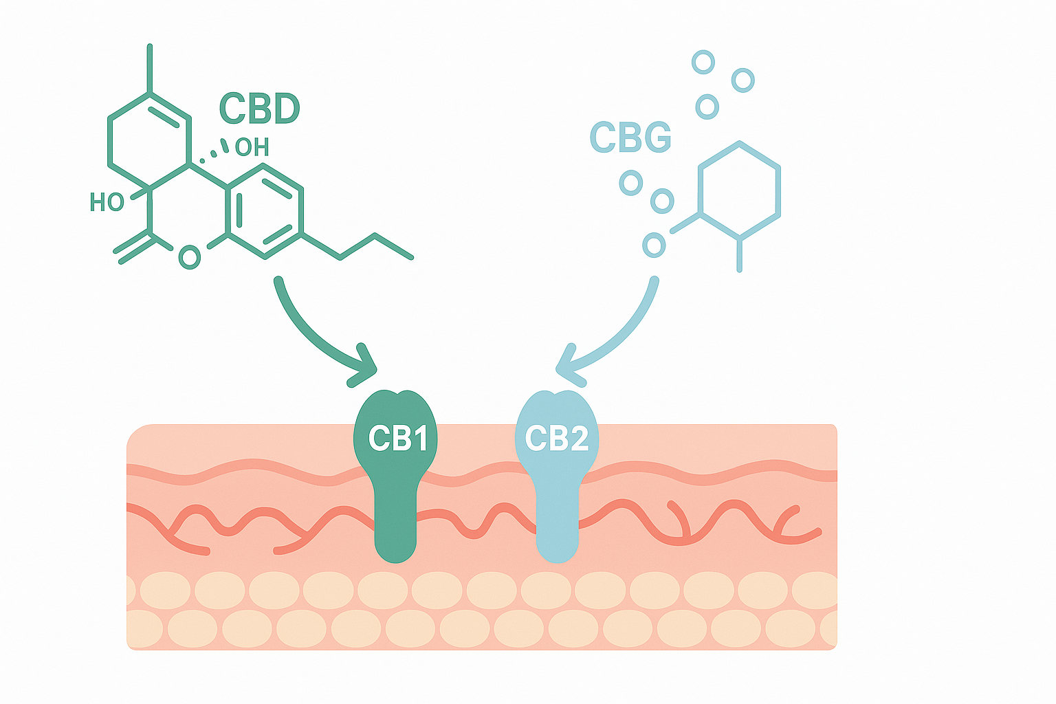 CBD and CBG interacting with CB1 and CB2 cannabinoid receptors in the skin