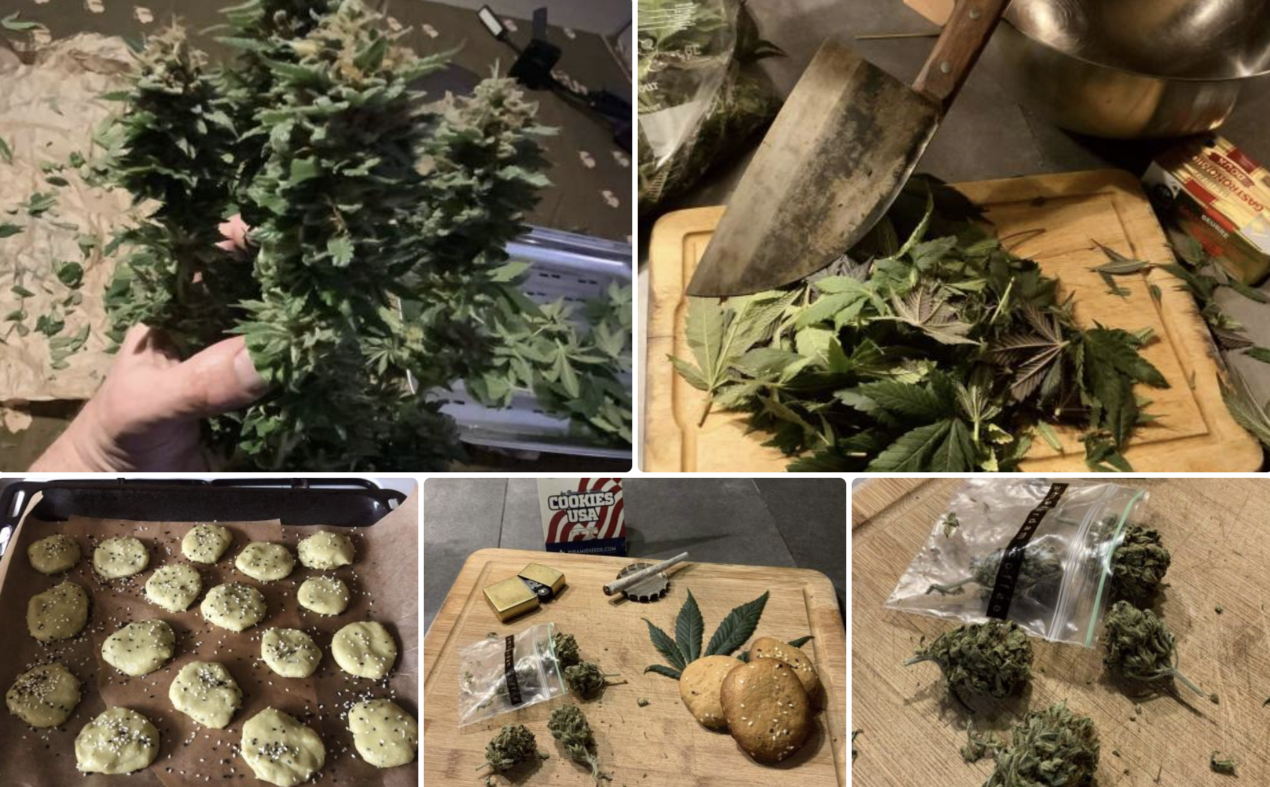 Cookies USA Cannabisblüten mit süßem Keksgeschmack