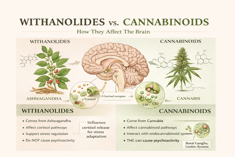 Infographic comparing cortisol regulation by ashwagandha with the endocannabinoid system associated with cannabis