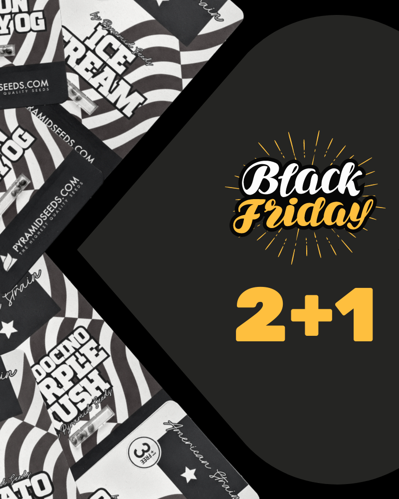 Black Friday cannabis seeds