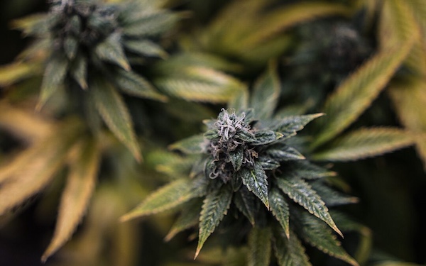 OG Kush indica phenotype with compact structure and heavy trichomes