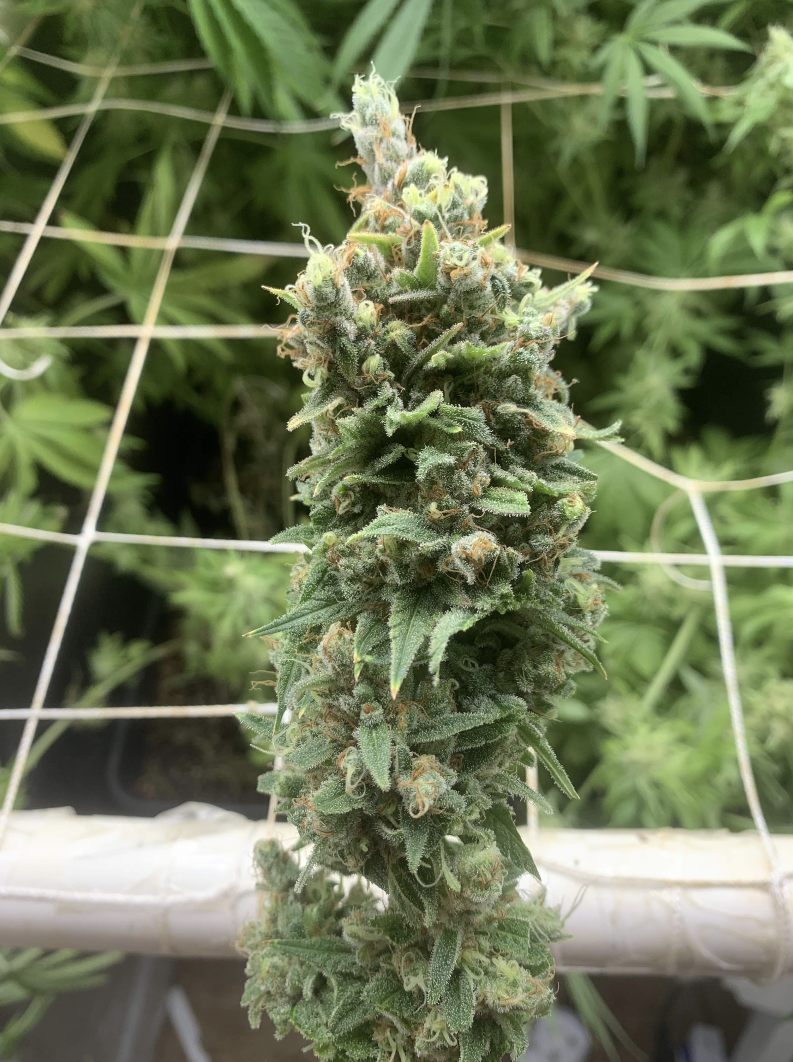Flowering Northern Lights strain with a thick resin layer