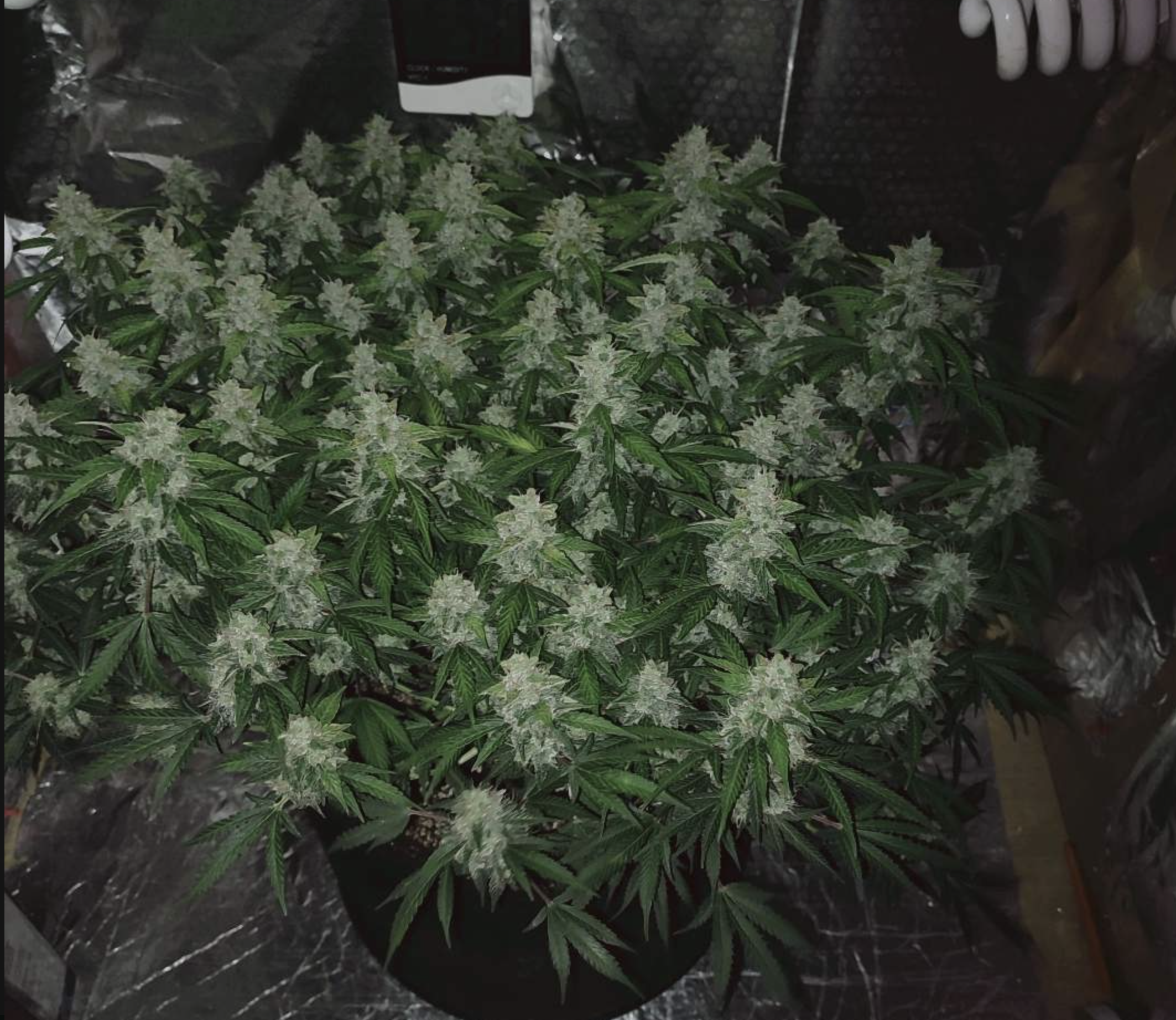 Northern Lights plants in a grow tent