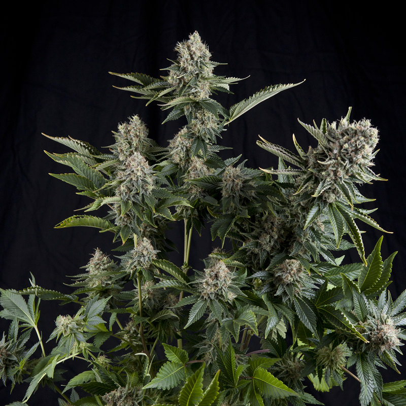 White Widow — dense resin-rich buds with a white trichome layer