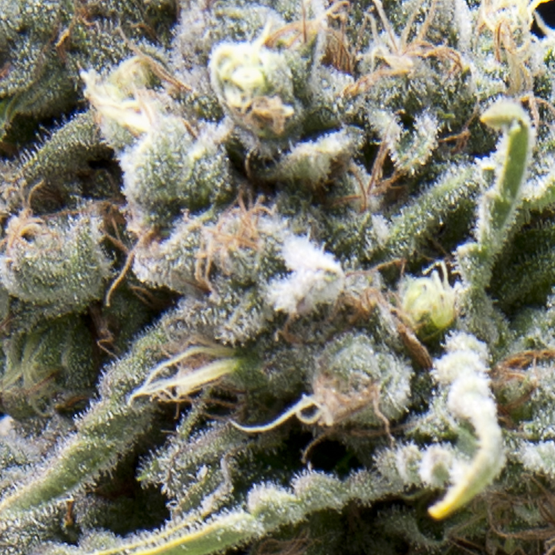 White Widow Auto — αυτοανθίζουσα εκδοχή με έντονη παραγωγή ρητίνης και λευκά τριχώματα