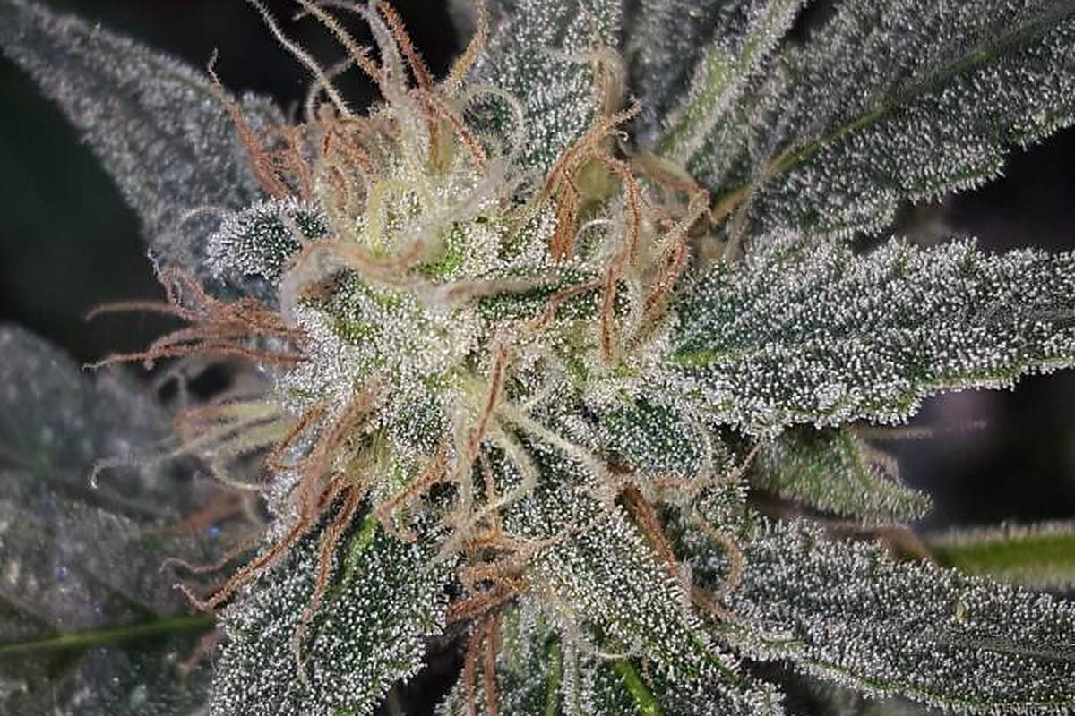 Amnesia Gold Blüte in Nahaufnahme mit dichten Trichomen und orangefarbenen Härchen