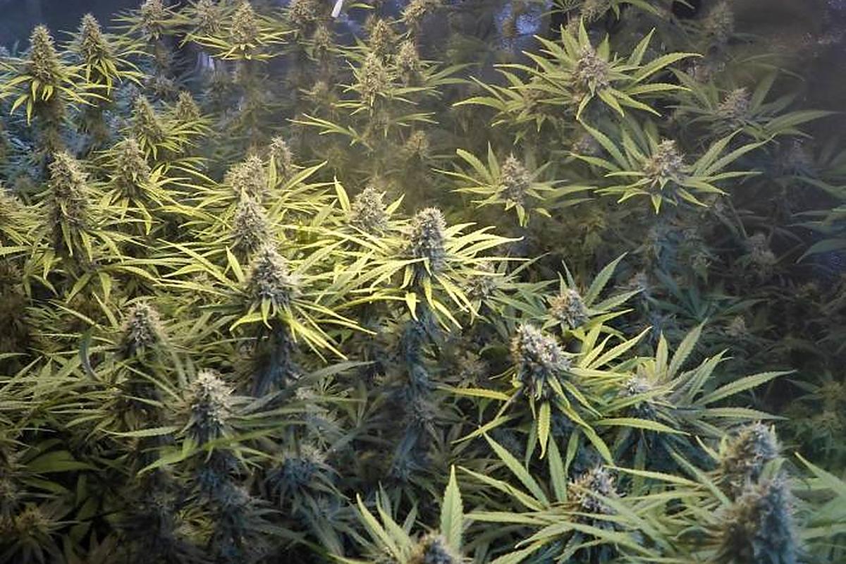 Amnesia Gold im Indoor-Grow: gleichmäßiges Blätterdach mit vielen Blütenspitzen unter LED