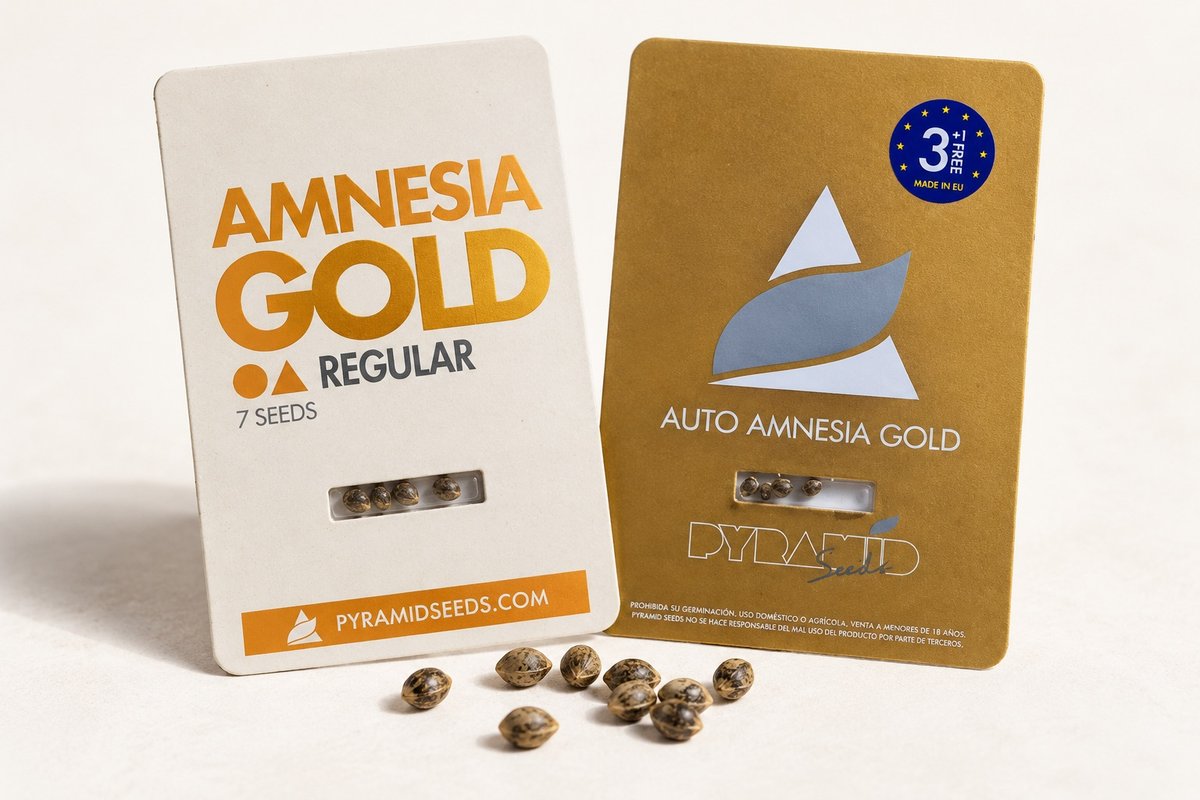 Originalverpackungen von Pyramid Seeds: Amnesia Gold Regular und Auto Amnesia Gold mit Samen