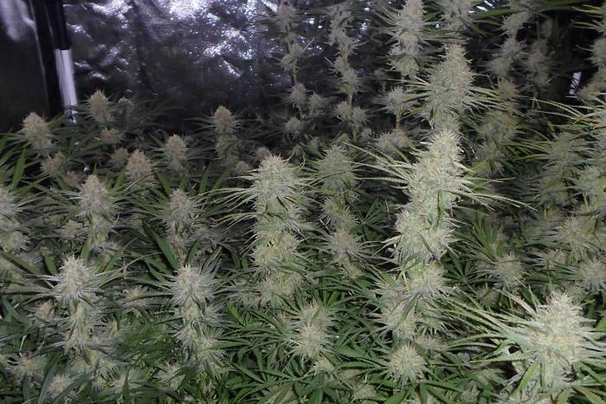 Sativa-dominante Amnesia-Pflanzen in der Blüte im Growzelt mit langen, lockeren Blütenständen