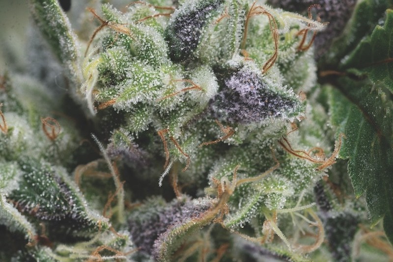 Têtes résineuses de la variété autofloraison Auto Gorila en gros plan