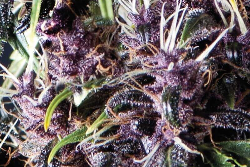 Têtes violettes de la variété autofloraison Auto Purple