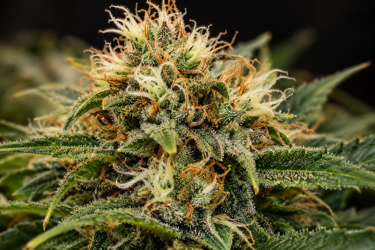Cannabis-Bud in der Fettphase, Blütewoche 6: dichte Trichome, weiße und orange Stempel