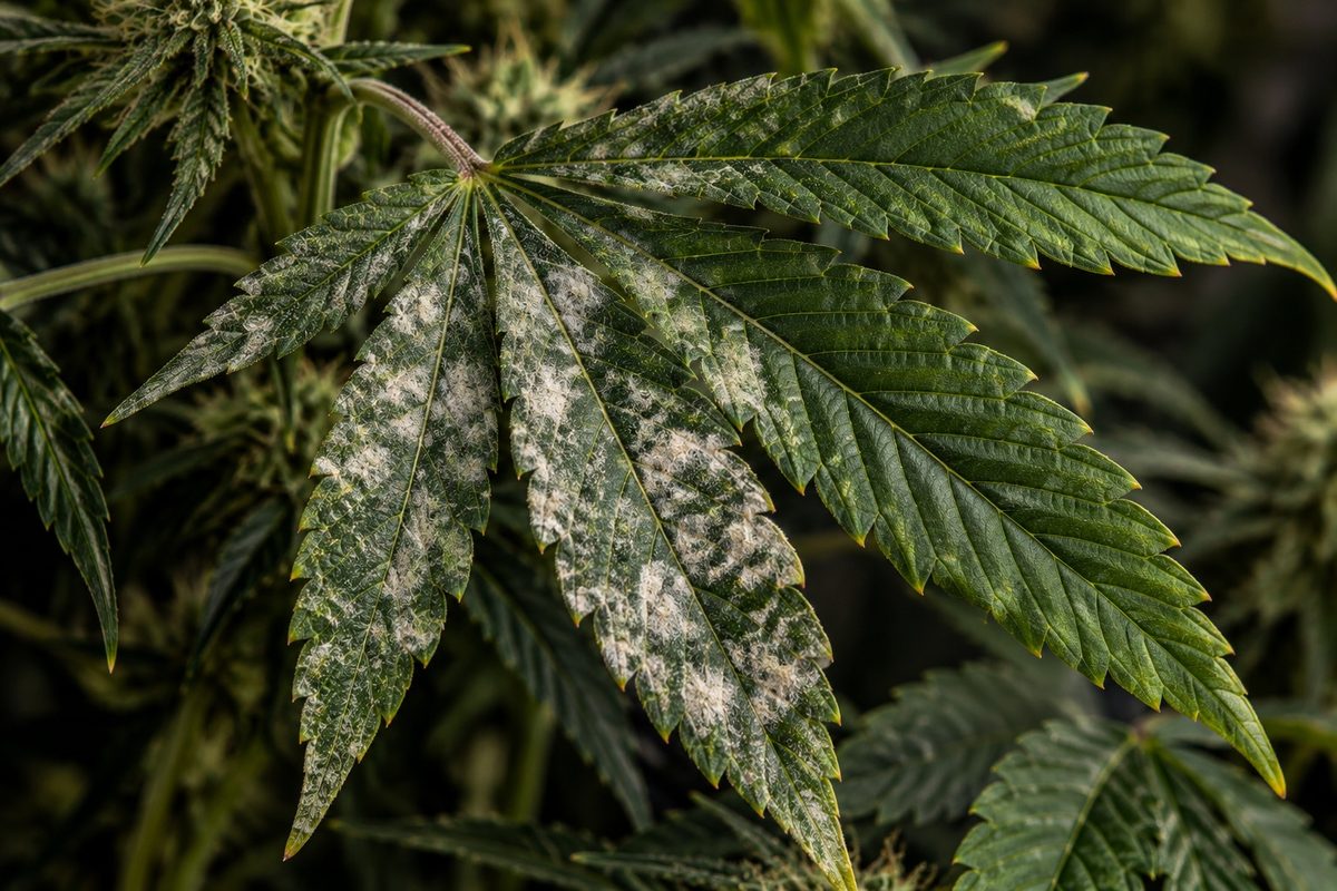 Echter Mehltau an der Cannabispflanze: weißer, mehliger Belag auf einem Fächerblatt