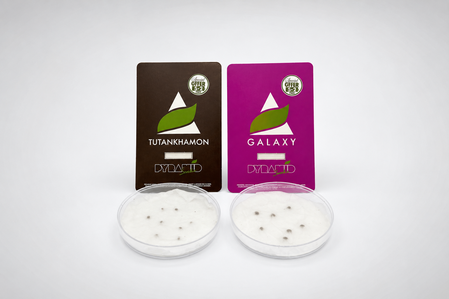 Germinación de semillas de marihuana con el método del papel húmedo en dos placas de Petri