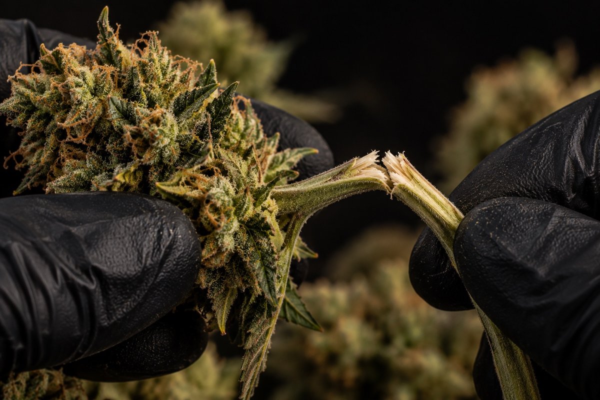 Stiel-Test beim Cannabis trocknen: dünner Zweig knackt beim Biegen
