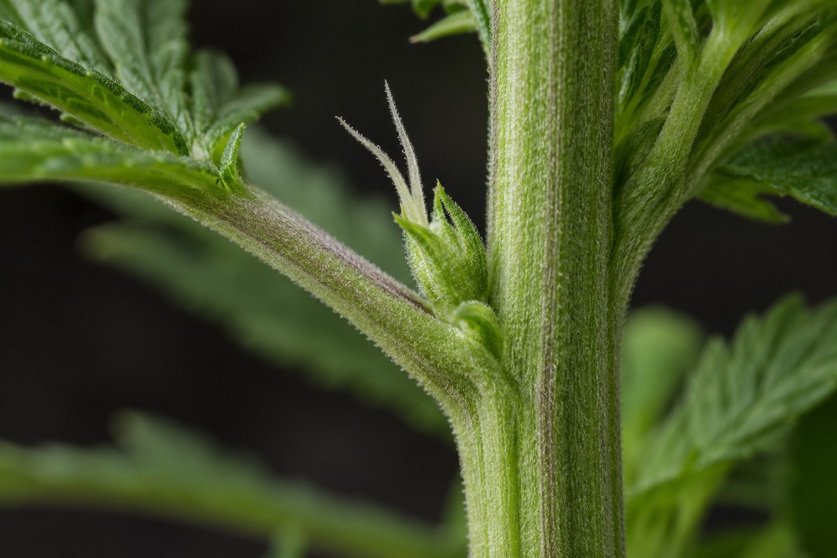 Cannabis Vorblüte: weiblicher Kelch mit zwei weißen Stempeln in der Blattachsel