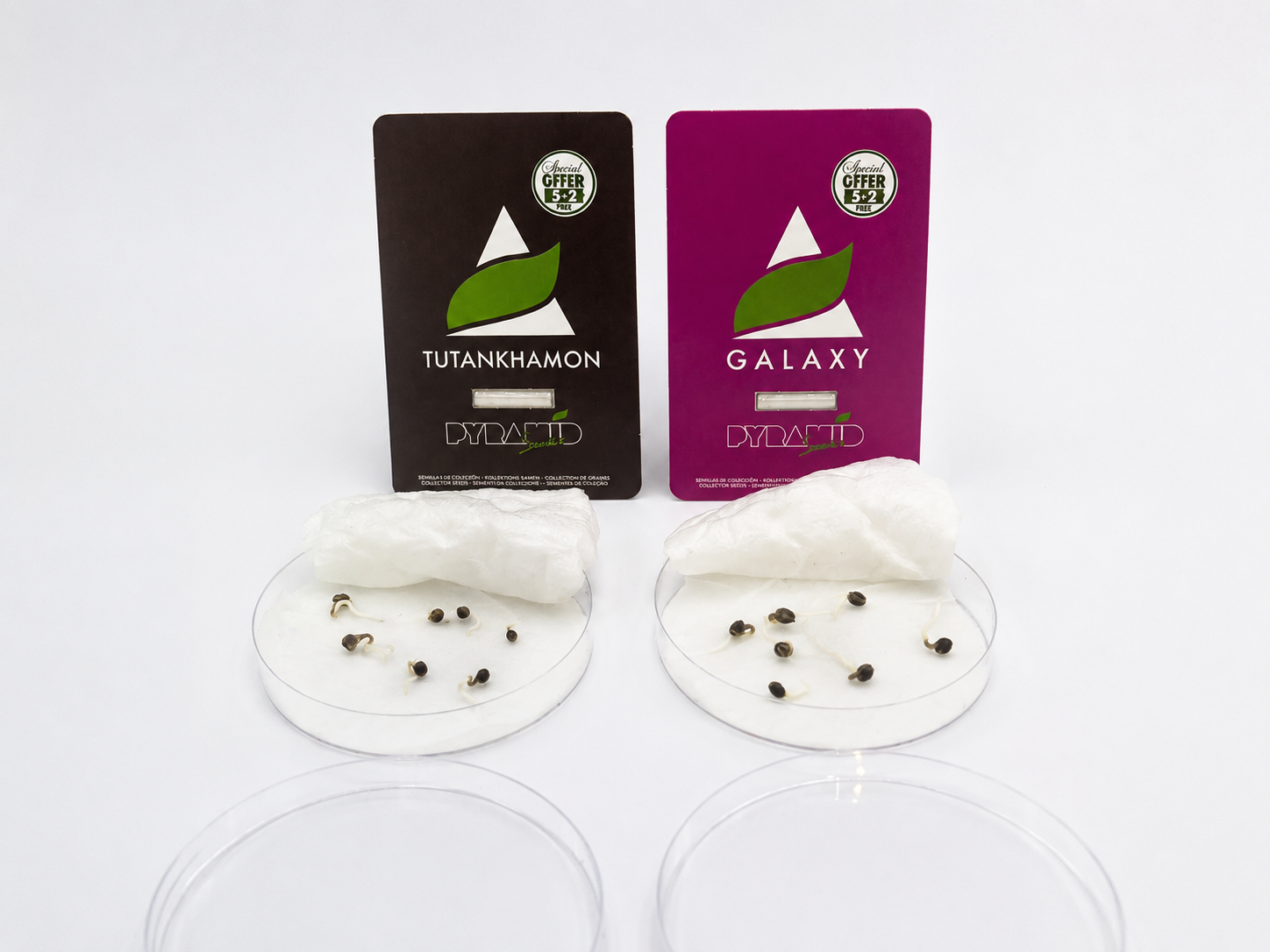 Semillas de marihuana germinadas con raíces blancas sobre papel húmedo en placas de Petri