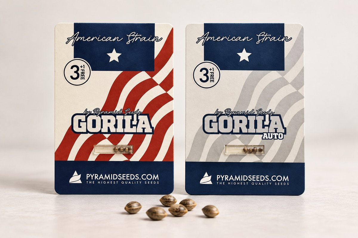 Semillas Gorila y Auto Gorila de Pyramid Seeds: dos paquetes American Strain de 3+1 semillas