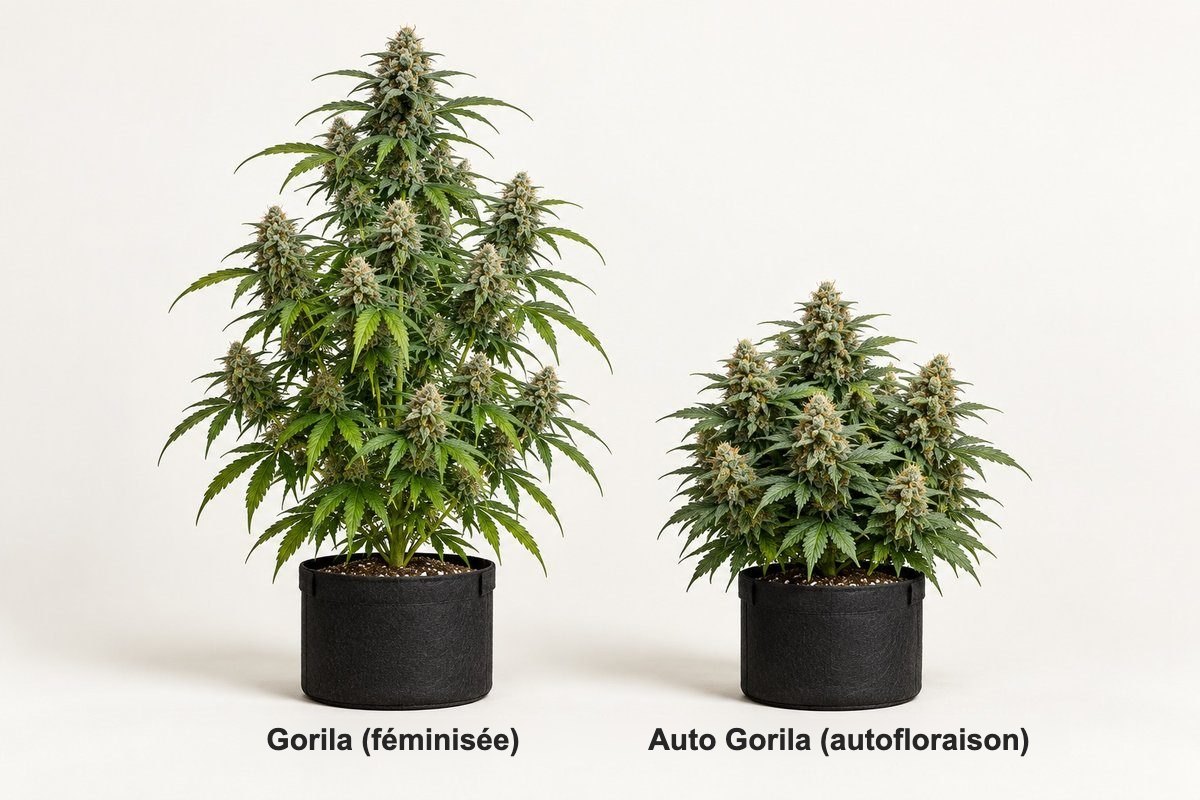 Gorila féminisée et Auto Gorila autofloraison comparées : plante plus haute à gauche, autofloraison compacte à droite