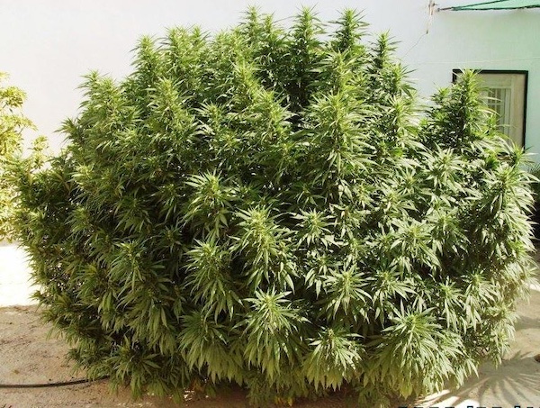 OG Kush outdoor plant with dense, resin-coated buds
