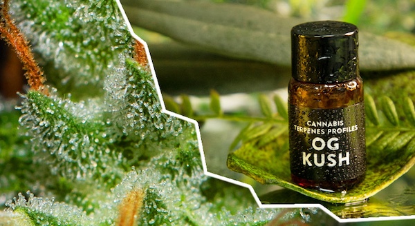 OG Kush terpene profile — earthy and pine with citrus notes