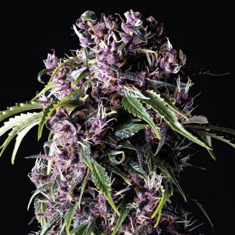 Purple variedade híbrida de cannabis da Pyramid Seeds com flores roxas e perfil terpênico frutado